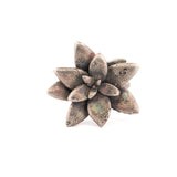 sterling silver floral succulent ring 10