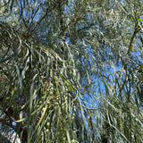 sterling silver palo verde pod earrings