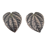 Sterling silver peperomia leaf post earrings