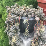 floral succulent earring : petal