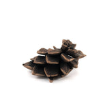 bronze echeveria floral succulent altarpiece 2