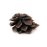 bronze echeveria floral succulent altarpiece 2