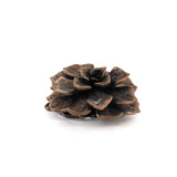 bronze echeveria floral succulent altarpiece 2